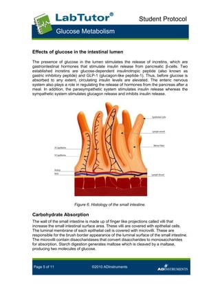 Glucose metabolism student handout | PDF