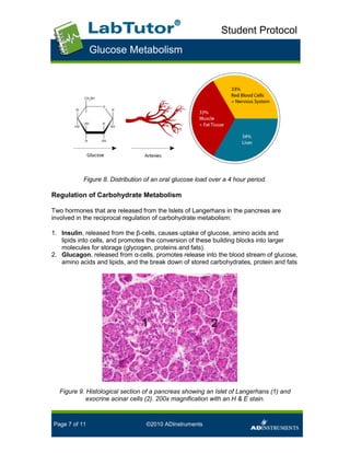 Glucose metabolism student handout | PDF