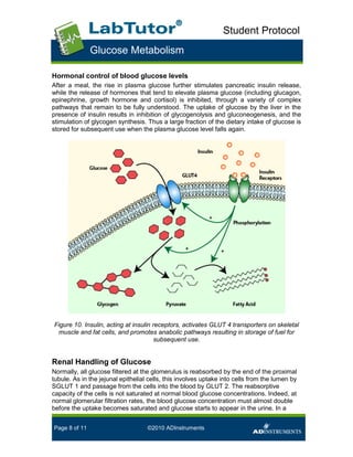 Glucose metabolism student handout | PDF