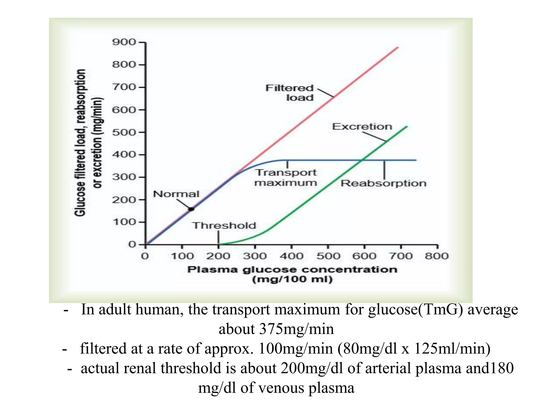 - In adult human, the transport maximum for glucose(TmG) average
about 375mg/min
- filtered at a rate of approx. 100mg/min (80mg/dl x 125ml/min)
- actual renal threshold is about 200mg/dl of arterial plasma and180
mg/dl of venous plasma
 