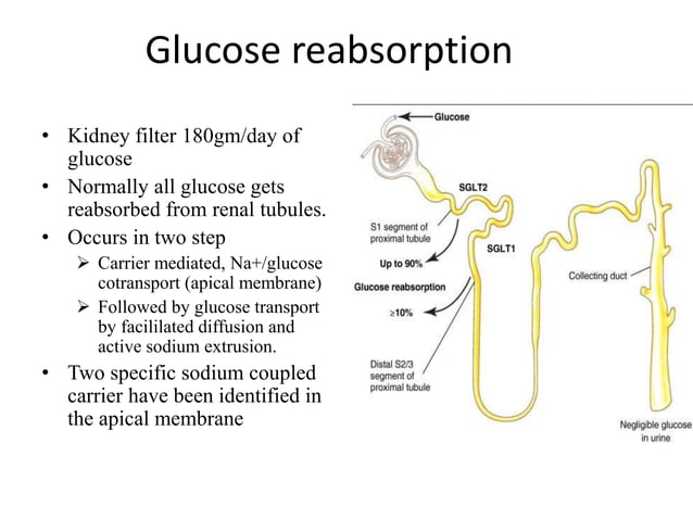 Glucose reabsorption | PPTX