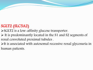 SGLT2 (SLC5A2)
SGLT2 is a low-affinity glucose transporter.
 It is predominantly located in the S1 and S2 segments of
renal convoluted proximal tubules .
It is associated with autosomal recessive renal glycosuria in
human patients.
 