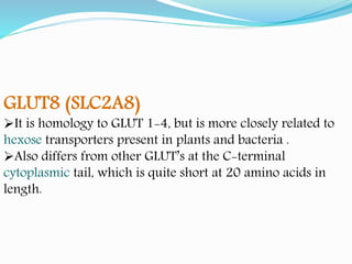 GLUT8 (SLC2A8)
It is homology to GLUT 1-4, but is more closely related to
hexose transporters present in plants and bacteria .
Also differs from other GLUT’s at the C-terminal
cytoplasmic tail, which is quite short at 20 amino acids in
length.
 