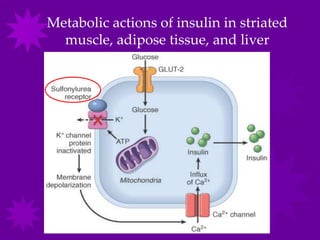 Metabolic actions of insulin in striated
  muscle, adipose tissue, and liver
 