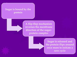 Sugar is bound by the
       protein



                A flip-flop mechanism
                reverses the membrane
                 direction of the sugar-
                    protein complex


                                   Sugar is released and
                                  the protein flips around
                                   once more to initiate a
                                         new cycle
 