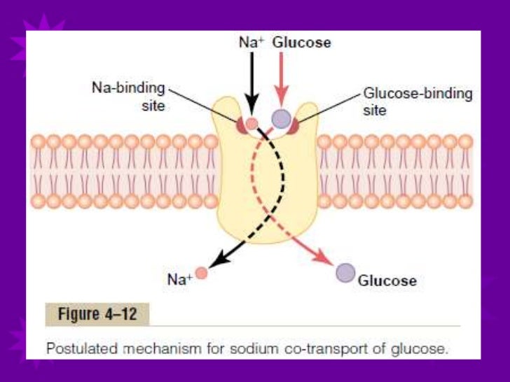 Glucose transport