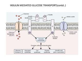 INSULIN MEDIATED GLUCOSE TRANSPORT(contd..)
 