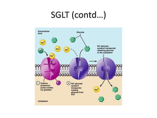 SGLT (contd…)
 