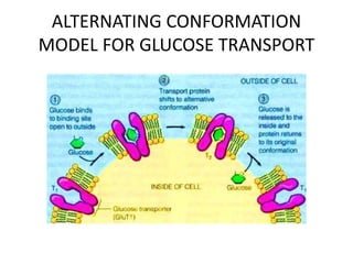 ALTERNATING CONFORMATION
MODEL FOR GLUCOSE TRANSPORT
 