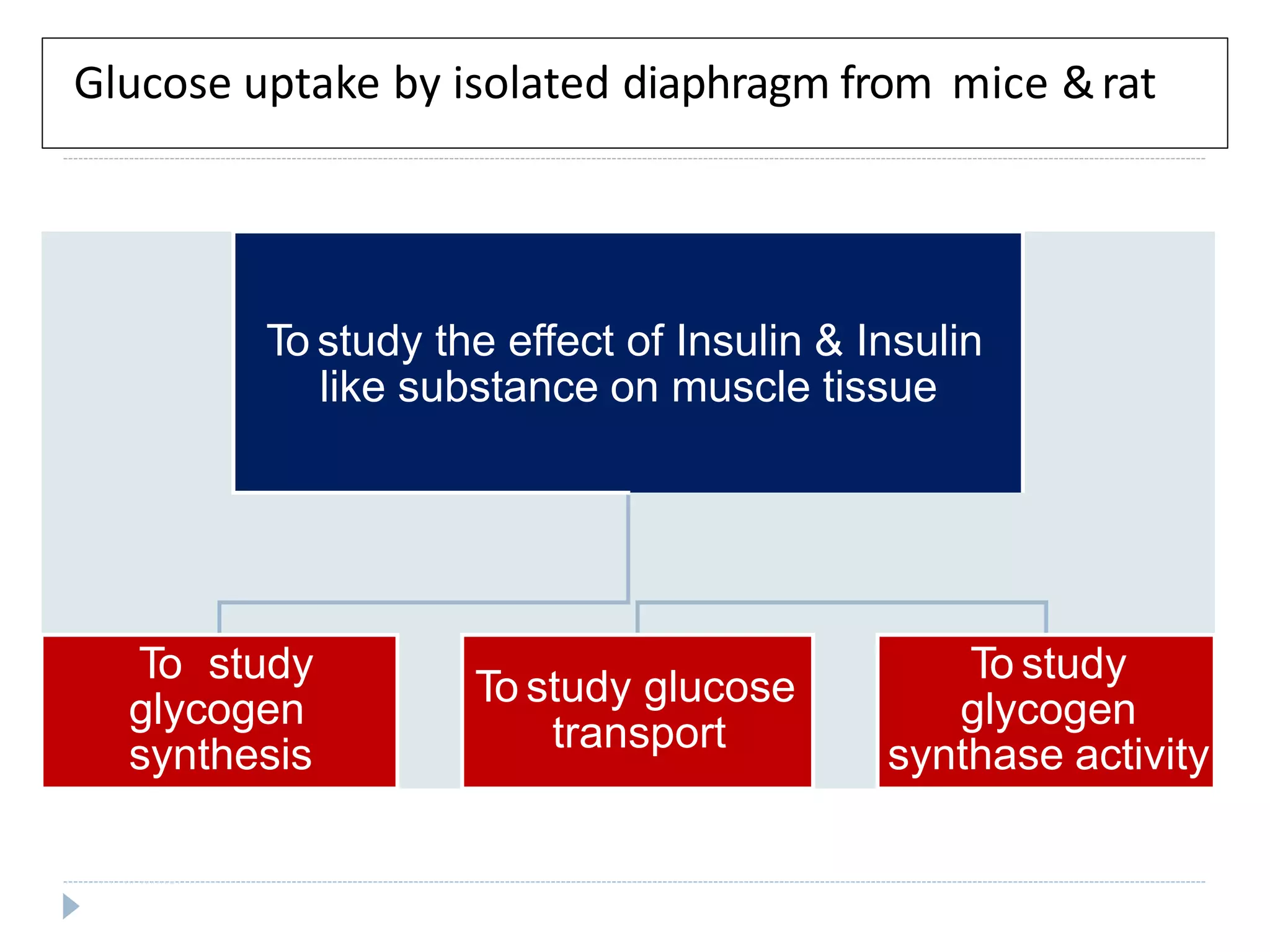 Glucose uptake by isolated diaphragm from mice &rat
To study the effect of Insulin & Insulin
like substance on muscle tissue
To study
glycogen
synthesis
To study glucose
transport
To study
glycogen
synthase activity
 