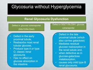 Glycosuria without Hyperglycemia
Renal Glycosuria Dysfunction
Defect in glucose cotransporter
(SGLT2/SLC5A2)

• Defect in the early
proximal tubule,
• Reabsorbs most renal
tubular glucose,
• Produce type A or type
O, classic renal
glycosuria
• Has no effect on
glucose absorption in
the intestine.

Defect in SGLT1/SLC5A1, glucose

cotransporter

• Defect in the late
proximal tubule (which
also carries galactose)
• Mediates residual
glucose reabsorption in
the renal tubule and,
• when defective as in
glucose-galactose
malabsorption,
• causes only mild type B
renal glycosuria.

 