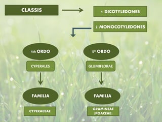 CLASSIS
2 MONOCOTYLEDONES
1 DICOTYLEDONES
4th ORDO 5th ORDO
GLUMIFLORAE
CYPERALES
CYPERACEAE
GRAMINEAE
{POACEAE}
FAMILIA FAMILIA
 