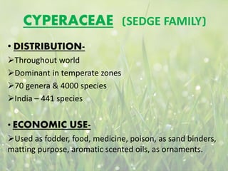 CYPERACEAE (SEDGE FAMILY)
• DISTRIBUTION-
Throughout world
Dominant in temperate zones
70 genera & 4000 species
India – 441 species
• ECONOMIC USE-
Used as fodder, food, medicine, poison, as sand binders,
matting purpose, aromatic scented oils, as ornaments.
 