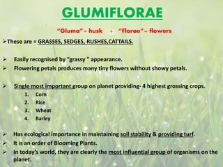 GLUMIFLORAE
 Easily recognised by “grassy ” appearance.
 Flowering petals produces many tiny flowers without showy petals.
 Single most important group on planet providing- 4 highest grossing crops.
1. Corn
2. Rice
3. Wheat
4. Barley
 Has ecological importance in maintaining soil stability & providing turf.
 It is an order of Blooming Plants.
 In today’s world, they are clearly the most influential group of organisms on the
planet.
“Gluma”= husk + “Florae”= flowers
 