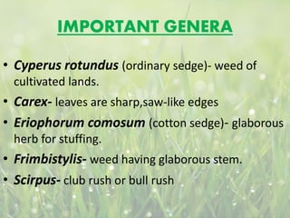 IMPORTANT GENERA
• Cyperus rotundus (ordinary sedge)- weed of
cultivated lands.
• Carex- leaves are sharp,saw-like edges
• Eriophorum comosum (cotton sedge)- glaborous
herb for stuffing.
• Frimbistylis- weed having glaborous stem.
• Scirpus- club rush or bull rush
 