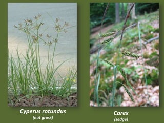 Cyperus rotundus
(nut grass)
Carex
(sedge)
 