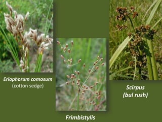 Eriophorum comosum
(cotton sedge)
Frimbistylis
Scirpus
(bul rush)
 