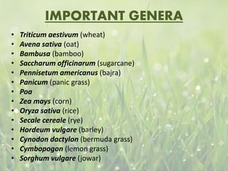 IMPORTANT GENERA
• Triticum aestivum (wheat)
• Avena sativa (oat)
• Bambusa (bamboo)
• Saccharum officinarum (sugarcane)
• Pennisetum americanus (bajra)
• Panicum (panic grass)
• Poa
• Zea mays (corn)
• Oryza sativa (rice)
• Secale cereale (rye)
• Hordeum vulgare (barley)
• Cynodon dactylon (bermuda grass)
• Cymbopogon (lemon grass)
• Sorghum vulgare (jowar)
 