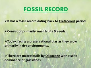 FOSSIL RECORD
It has a fossil record dating back to Cretaceous period.
Consist of primarily small fruits & seeds.
Today, facing a preservational bias as they grow
primarily in dry environments.
There are macrofossils by Oligocene with rise to
dominance of grasslands.
 