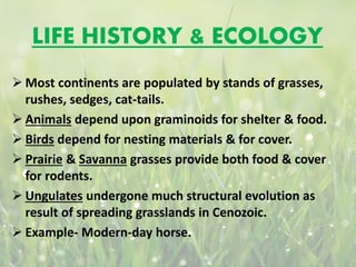 LIFE HISTORY & ECOLOGY
 Most continents are populated by stands of grasses,
rushes, sedges, cat-tails.
 Animals depend upon graminoids for shelter & food.
 Birds depend for nesting materials & for cover.
 Prairie & Savanna grasses provide both food & cover
for rodents.
 Ungulates undergone much structural evolution as
result of spreading grasslands in Cenozoic.
 Example- Modern-day horse.
 