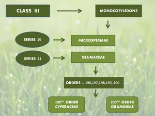 SERIES 15
SERIES 21
CLASS III MONOCOTYLEDONS
MICROSPERMAE
GLUMACEAE
ORDERS – 196,197,198,199, 200
199TH ORDER
CYPERACEAE
200TH ORDER
GRAMINEAE
 