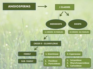 ANGIOSPERMS 2 CLASSES
MONOCOTS DICOTS
11 ORDERS 45 FAMILIES 44 ORDERS 261 FAMILIES
ORDER 9 - GLUMIFLORAE
FAMILY 1. Gramineae 2. Cyperaceae
SUB- FAMILY 1. Pooideae
2. Panicoideae
1. Scirpoideae
2. Rhynchosporoideae
3. Caricoideae
 