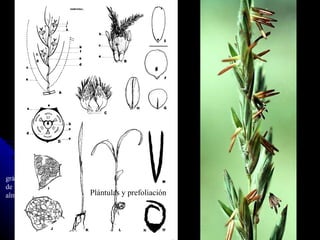 Espiguilla, flor y cariopse gránulos de almidón Plántulas y prefoliación 