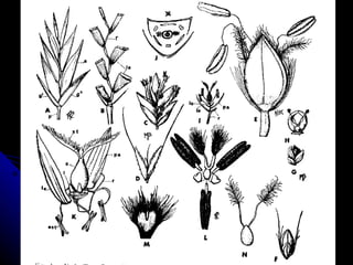 Estructura de la espiguilla y  flor de las Gramíneas 