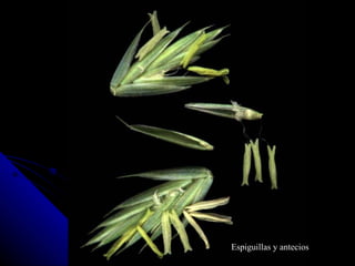 Espiguillas y antecios 