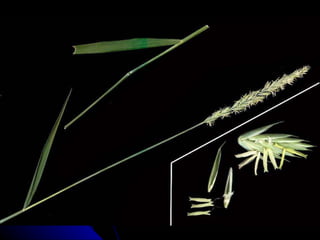 Espiga de espiguillas Espiguilla Antecio 