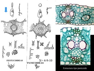 X= 7 X= 4-9-10 FESTUCOIDEAS Estructura tipo panicoide PANICOIDEAS 