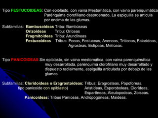Tipo  FESTUCOIDEAS : Con epiblasto, con vaina Mestomática, con vaina parenquimática, Parénquima clorofiliano desordenado, La espiguilla se articula  por encima de las glumas. Subfamilias:  Bambusoideas  Tribu: Bambúseas   Orizoideas     Tribu: Oríceas   Fragmitoideas    Tribu: Arundíneas   Festucoideas    Tribus: Poeas, Festuceas, Aveneas, Triticeas, Falarídeas,   Agrosteas, Estípeas, Melíceas.  Tipo  PANICOIDEAS  Sin epiblasto, sin vaina mestomática, con vaina parenquimática   muy desarrollada, parénquima clorofiliano muy desarrollado y    dispuesto radialmente, espiguilla articulada por debajo de las   glumas Subfamilias:  Cloridoideas o Eragrostoideas :  Tribus: Eragrosteas, Papoforeas,  tipo panicoide  con epiblasto )  Aristídeas, Esporoboleas, Clorídeas,    Espartíneas, Aleutopodeas, Zoiseas.   Panicoideas :  Tribus Paníceas, Andropogóneas, Maideas.     