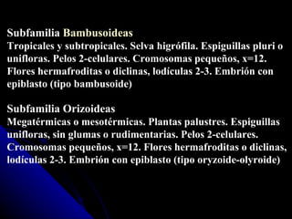 Subfamilia  Bambusoideas Tropicales y subtropicales. Selva higrófila. Espiguillas pluri o unifloras. Pelos 2-celulares. Cromosomas pequeños, x=12.  Flores hermafroditas o diclinas, lodículas 2-3. Embrión con  epiblasto (tipo bambusoide)   Subfamilia Orizoideas Megatérmicas o mesotérmicas. Plantas palustres. Espiguillas unifloras, sin glumas o rudimentarias. Pelos 2-celulares.  Cromosomas pequeños, x=12. Flores hermafroditas o diclinas,  lodículas 2-3. Embrión con epiblasto (tipo oryzoide-olyroide)   