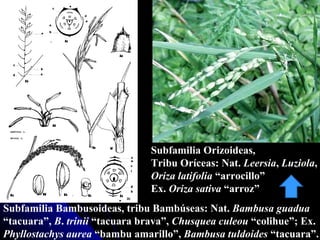 Subfamilia Bambusoideas, tribu Bamb ú seas: Nat.  Bambusa   guadua  “tacuara”,  B .  trinii  “tacuara brava”,  Chusquea   culeou  “colihue”; Ex.  Phyllostachys   aurea  “bambu amarillo”,  Bambusa   tuldoides  “tacuara”. Subfamilia Orizoideas,  Tribu Or íc eas: Nat.  Leersia ,  Luziola , Oriza   latifolia  “arrocillo” Ex.  Oriza   sativa  “arroz” 