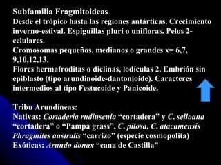 Subfamilia Fragmitoideas  Desde el trópico hasta las regiones antárticas. Crecimiento inverno-estival. Espiguillas pluri o unifloras. Pelos 2-celulares. Cromosomas pequeños, medianos o grandes x= 6,7, 9,10,12,13.  Flores hermafroditas o diclinas, lodículas 2. Embrión sin epiblasto (tipo arundinoide-dantonioide). Caracteres  intermedios al tipo Festucoide y Panicoide. Tribu Arundíneas: Nativas:  Cortaderia   rudiuscula  “cortadera” y  C .  selloana  “cortadera” o “Pampa grass”,  C .  pilosa ,  C .  atacamensis Phragmites australis  “carrizo” (especie cosmopolita) Exóticas:  Arundo   donax  “cana de Castilla” 