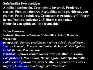 Subfamilia Festucoideas Amplia distribución. Crecimiento invernal. Praderas y estepas. Plantas palustres. Espiguillas uni o plurifloras, con glumas. Pelos 1-celulares. Cromosomas grandes, x=7. Flores  hermafroditas, lodículas 2 (3) libres o connadas.  Embrión con epiblasto (tipo festucoide)   Tribu Festúceas: Nativas:  Bromus   catharticus  “cebadilla criolla”,  B .  brevis  “cebadilla  pampeana”,  Festuca   gracillicima  “coiron dulce”,  F .  pallescens  “ coiron blanco”,  F .  argentina  “coiron de huecu”,  Poa   ligularis ,  P .  holciformis ,  P .  lanuginosa   Exóticas:  Festuca   arundinaceas  “festuca alta”,  F .  rubra ,  Poa   pratensis ,  Poa   annua ,  Dactylis   glomerata  “pasto ovillo”, Lolium   multiflorum  “raigras criollo”,  L .  perenne  “raigras ingles”,  L .  temulentum  “trigollo” o “cizana” 