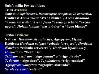 Subfamilia Festucoideas Tribu  Avéneas : Nativas:  Amphibromus ,  Deschampsia caespitosa, D. antarctica .  Exóticas:  Avena sativa  “avena blanca”,  Avena bizantina  “avena amarilla”,  Avena fatua  “avena guacha”o “avena negra”,  Holcus lanatus  “pasto dulce” o “heno blanco” Tribu  Tritíceas : Nativas:  Hordeum   stenostachys ,  Agropyron ,  Elymus Exóticas:  Hordeum   vulgare  “cebada forrajera”,  Hordeum distichum  “cebada cervecera”,  Hordeum   leporinum  y  H .  murinum  “flechillas” Triticum   aestivum  “trigo comun” o “trigo blando” T .  durum  “trigo duro”,  T .  polonicum  “trigo candeal” Agropyron elongatum  “agropiro alargado” Secale   cereale  “centeno” 