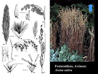 Festucoideas, Av éneas :  Avena   sativa 