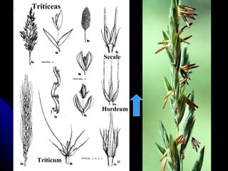 Secale Hordeum Triticum Tritíceas 