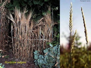Hordeum vulgare 