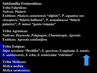 Subfamilia Festucoideas Tribu Falarídeas: Nativas:  Phalaris Exóticas:  Phalaris   canariensis  “alpiste” , P. aquatica var. stenoptera  “falaris bulbosa”,  P. arundinacea  “falaris palustre”,  P. minor  “pasto romano” Tribu Agrósteas: Nativas:  Deyeuxia ,  Polypogon ,  Chaetotropis ,  Agrostis Exóticas:  Agrostis   estolonifera   Tribu Estípeas Stipa   neesiana  “flechilla”,  S .  speciosa ,  S . vaginata ,  S .  tenuis , S .  sanluisensis ,  S .  ichu ,  S .  tenuissima  “coirones” Tribu Melíceas: Melica   andina Melica   sarmentosa 