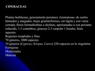 CIPERACEAS Plantas herbáceas, generamente perennes, rizomatosas, de suelos  húmedos y anegados, hojas graminiformes, sin lígula y con vaina  cerrada; flores hermafroditas o diclinas, aperiantadas o con perianto  reducido, 1-3 estambres, gineceo 2-3 carpelar 1 locular, fruto aquenio. Regiones templadas y frías. 70 géneros, 3000 especies 19 géneros ( Cyperus ,  Scirpus ,  Carex ) 250 especies en la Argentina Forrajeras Medicinales Malezas  