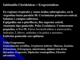 Subfamilia Cloridoideas = Eragrostoideas En regiones tropicales y zonas áridas subtropicales, en la Argentina hasta paralelo 50. Crecimiento primavero-estival. Sabanas y campos salitrosos. Espiguillas uni o plurifloras, flor superior estéril. Anatomía tipo panicoide. Pelos 2-celulares. Cromosomas pequeños, x=5 a 19.  Flores hermafroditas o unisexuales,   lodículas 2, libres, soldadas a la palea o ausentes.  Embrión panicoide con epiblasto   Tribu Eragrosteas: Generalmente xerófilas, 14 géneros nativos:  Munroa ,  Gouinia ,  Erioneuron ,  Scleropogon , americanos, algunos con áreas disyuntas.  Eragrostis ,  Diplachne  cosmopolitas,  Eleusine  adventicio. 