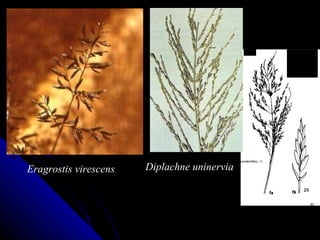 Eragrostis virescens Diplachne uninervia 