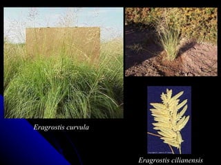 Eragrostis cilianensis Eragrostis curvula 