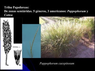 Tribu Papoforeas: De zonas semiáridas. 5 géneros, 3 americanos:  Pappophorum  y  Cottea Pappophorum caespitosum 
