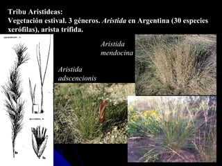 Tribu Aristideas: Vegetación estival. 3 géneros.  Aristida  en Argentina (30 especies xerófilas), arista trífida. Aristida  adscencionis Aristida  mendocina 