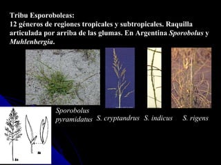 Sporobolus  pyramidatus Tribu Esporoboleas: 12 géneros de regiones tropicales y subtropicales. Raquilla articulada por arriba de las glumas. En Argentina  Sporobolus  y  Muhlenbergia . S. rigens S. cryptandrus S. indicus 