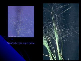 Muhlenbergia asperifolia 