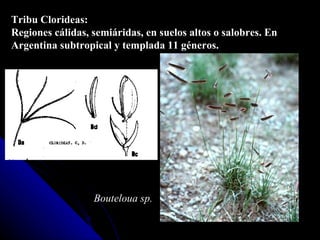 Tribu Clorideas: Regiones cálidas, semiáridas, en suelos altos o salobres. En Argentina subtropical y templada 11 géneros. Bouteloua sp. 